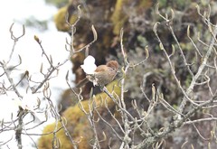 Grammatoptila striata