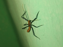 Zelus leucogrammus