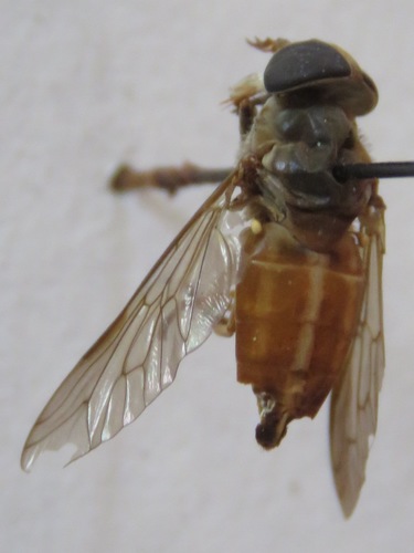 Tabanus occidentalis