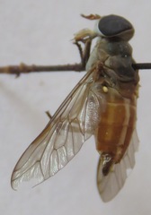 Tabanus occidentalis dorsovittatus
