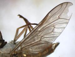 Tabanus occidentalis dorsovittatus