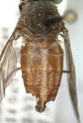 Tabanus occidentalis dorsovittatus