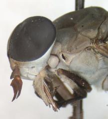 Tabanus occidentalis dorsovittatus