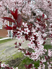 Prunus cerasifera pissardii