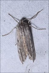 Capusa graodes