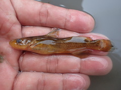 Tachysurus adiposalis