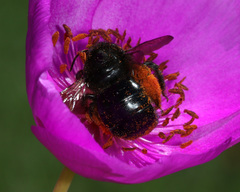 Xylocopa sonorina