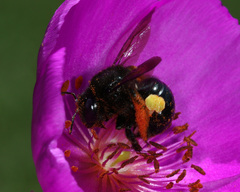 Xylocopa sonorina