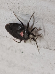 Deraeocoris sayi