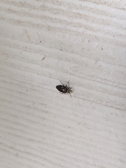 Deraeocoris sayi