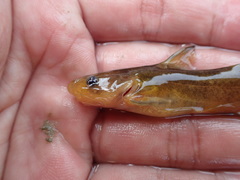 Tachysurus adiposalis