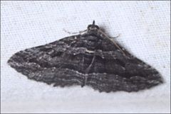 Chrysolarentia severata