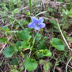 Viola howellii