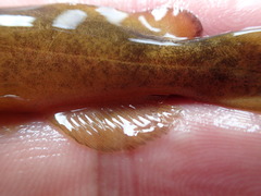 Tachysurus adiposalis