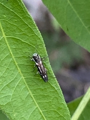 Agrilus limpiae