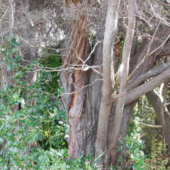 Taxandria juniperina