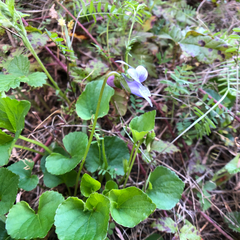 Viola howellii