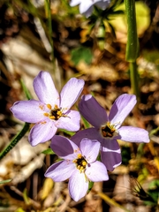 Leptosiphon androsaceus