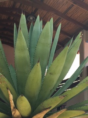 Agave lyobaa