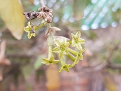 Cestrum tomentosum