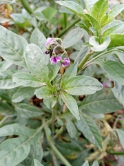 Solanum radicans