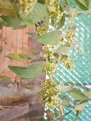 Cestrum tomentosum