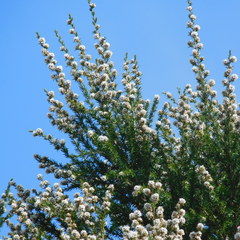 Taxandria juniperina