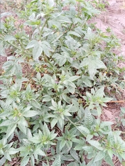 Solanum radicans