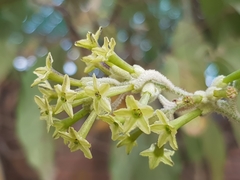 Cestrum tomentosum
