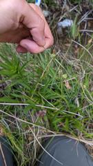 Carex serratodens