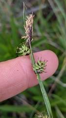 Carex serratodens