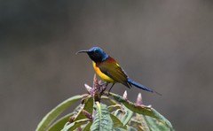 Aethopyga nipalensis