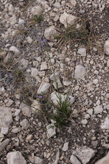 Verbena perennis