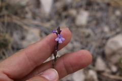 Verbena perennis
