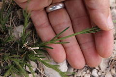 Verbena perennis