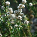 Taxandria juniperina - Photo (c) Stephen Thorpe,  זכויות יוצרים חלקיות (CC BY), הועלה על ידי Stephen Thorpe
