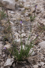 Verbena perennis