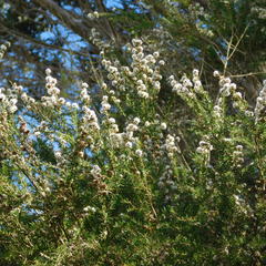 Taxandria juniperina