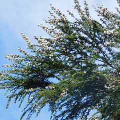 Taxandria juniperina