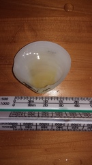 Pseudarcopagia disculus