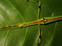 Anarchodes annulipes