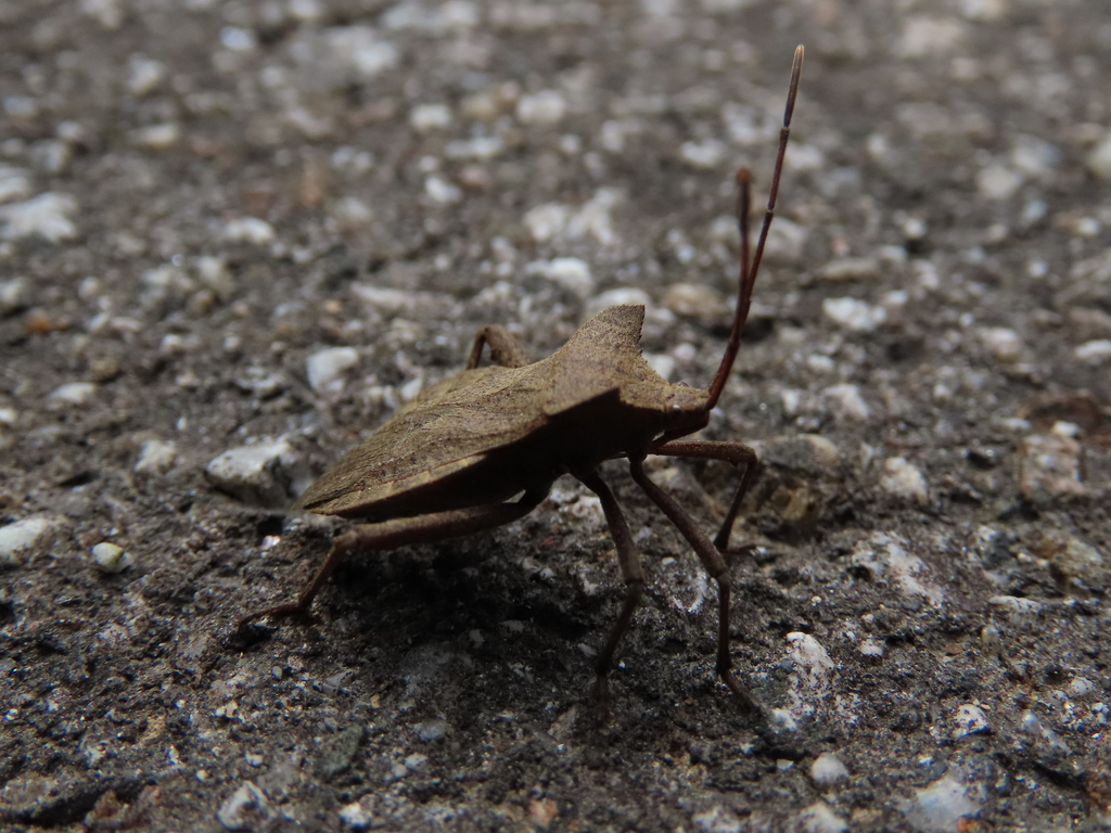 Molipteryx fuliginosa