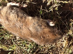 Geomys attwateri