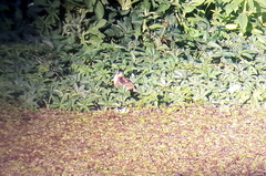 Hapalocrex flaviventer