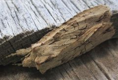 Lithophane disposita