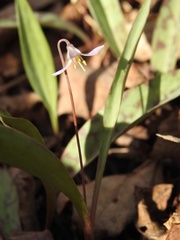 Erythronium propullans