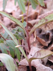 Erythronium propullans