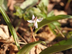 Erythronium propullans