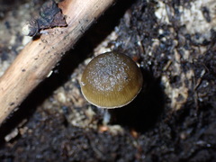 Simocybe phlebophora