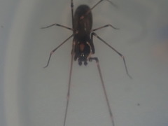 Meringa hinaka